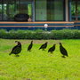 Aberto Design Set de figuras de codornices metálicas para jardín, Negro